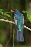 Black-tailed Trogon